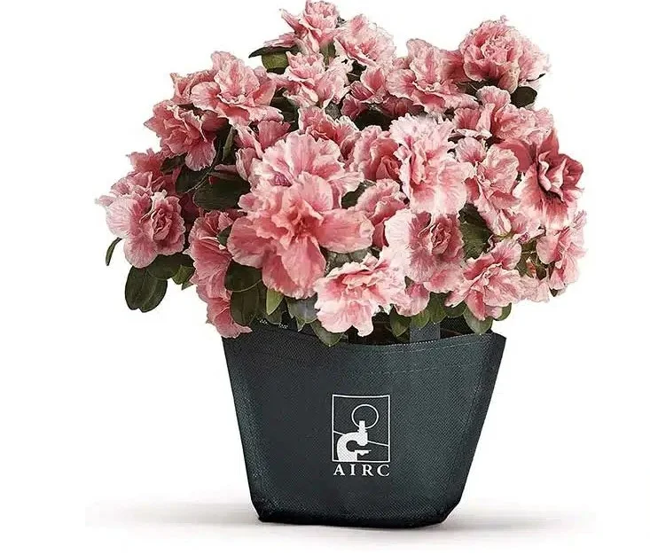 Goccia S. Antimo: l'Azalea della ricerca