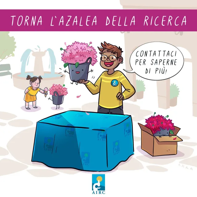 Goccia S. Antimo: l'Azalea della ricerca, immagine 1
